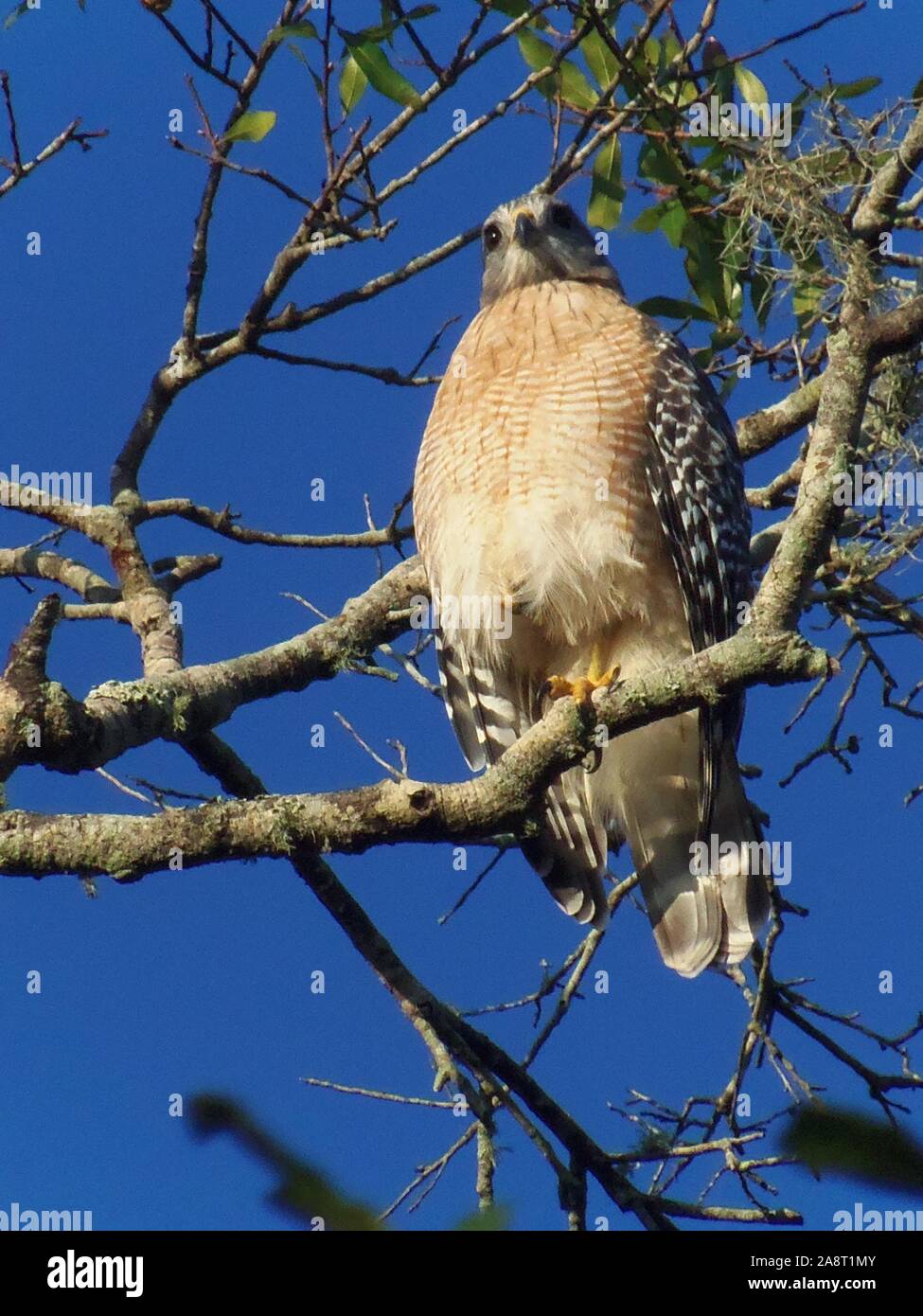 Ich habe dieses Bild einer Red-Shouldered Hawk am Kreis B Bar finden als Farbe Wildlife Fotografieren und dann umgewandelt, dass er Schwarz und Weiß. Stockfoto