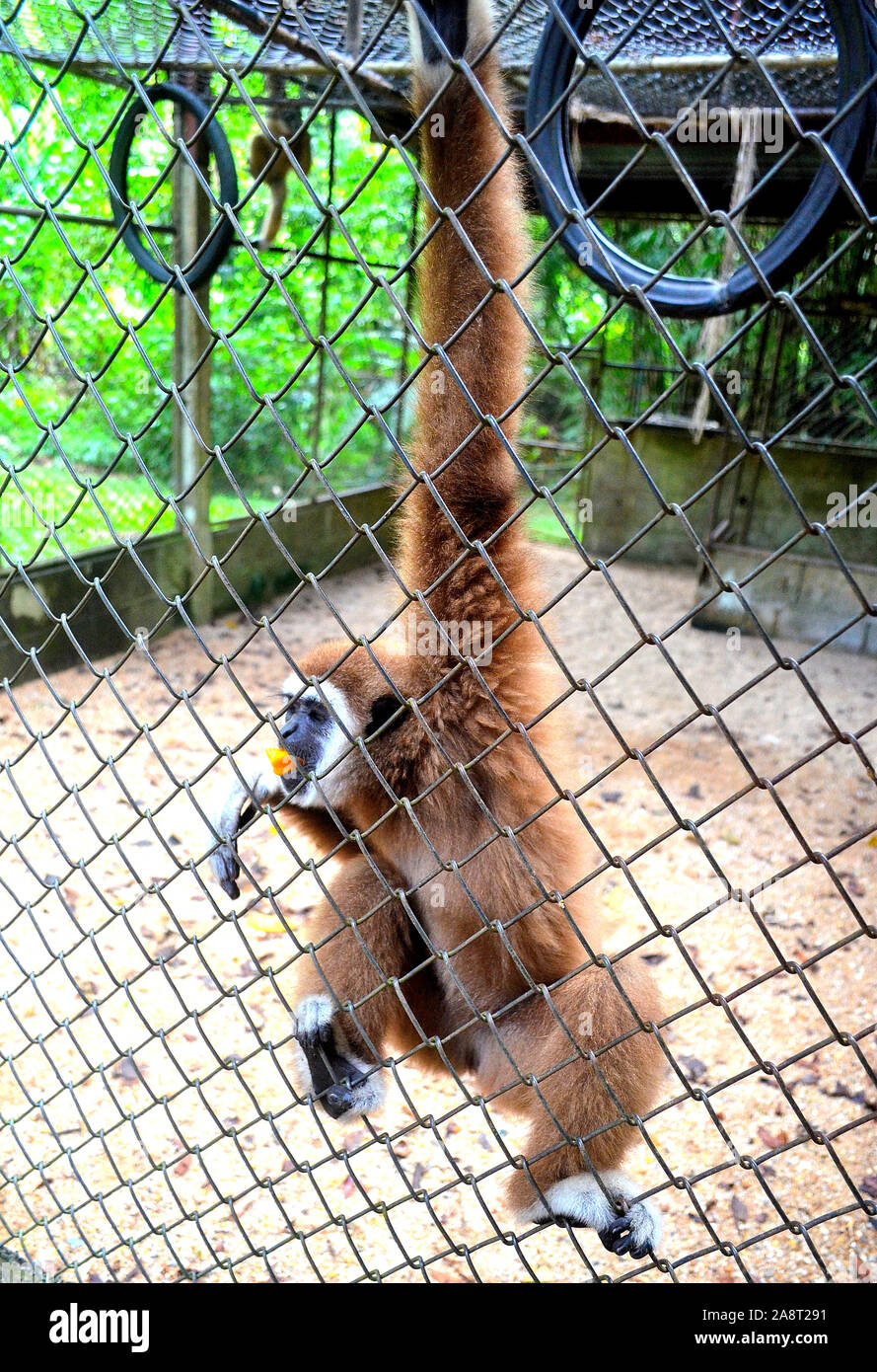 Ein Ingwer Gibbon in der Phang Nga Zucht Zentrum in Phang Nga Thailand Asien Stockfoto