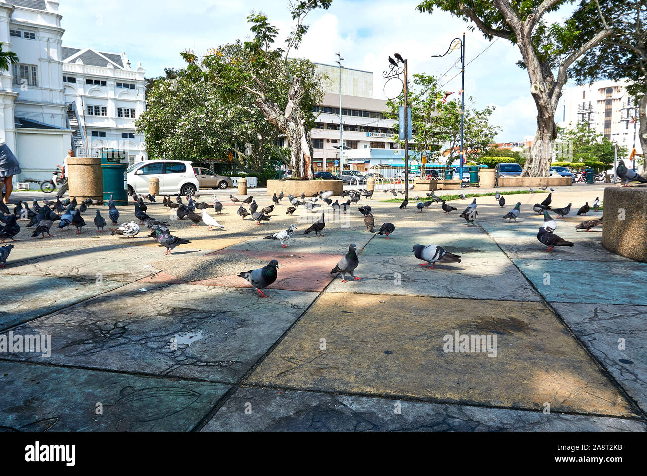 PENANG, MALAYSIA - Oktober 01.2019: Foto von Dove und in einem kleinen Park raven Neben Rathaus Stockfoto PENANG, MALAYSIA - Oktober 01.2019: Foto von Dove und in einem kleinen Park raven Neben Rathaus Stockfoto
