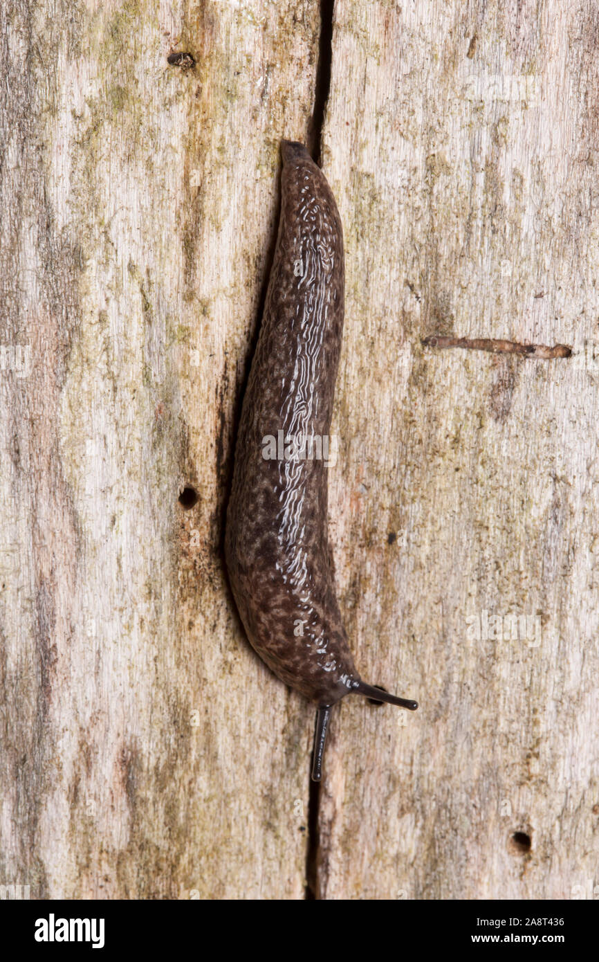 Eine Mantleslug (Philomycus sp.) Krabbelt an der Seite von einer zerfallenden Baum. Stockfoto