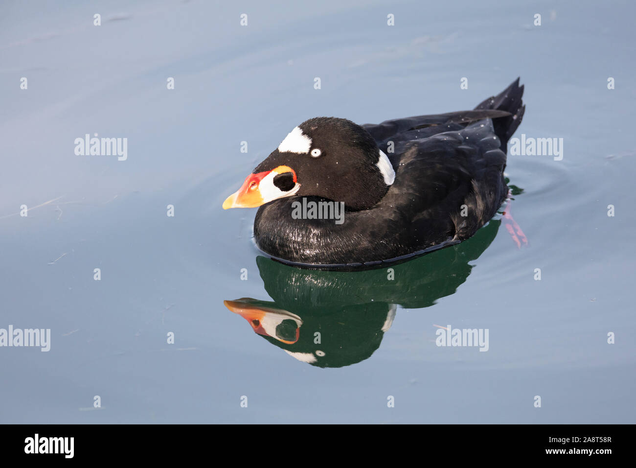 Surf Scoter, Diät und nahrungssuche am weißen Rock BC Kanada Stockfoto