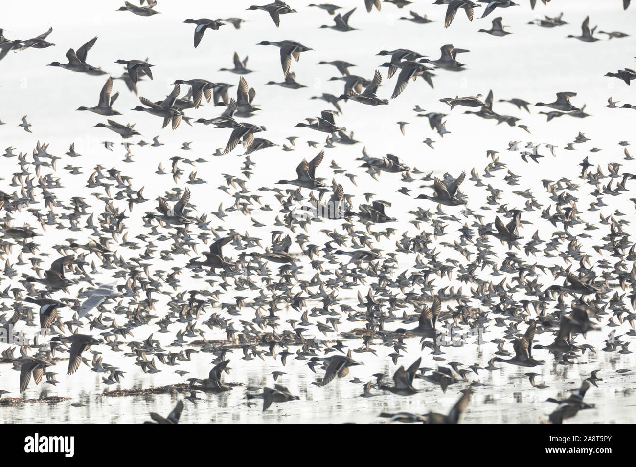 Eine Herde von fliegenden Enten, nördlichen Pintail, Amerikanische Pfeifente, bei Delta BC Kanada Stockfoto