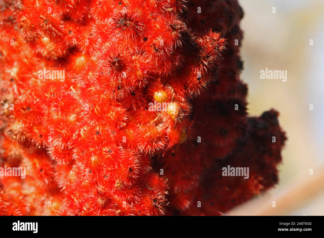 Leuchtend rote rhus oder Sumach sumach Samen auf eine reife Rispe auch genannt ein staghorn coriaria oder typhina aus der Familie der anacardiaceae oder Cashew Pflanzen Stockfoto