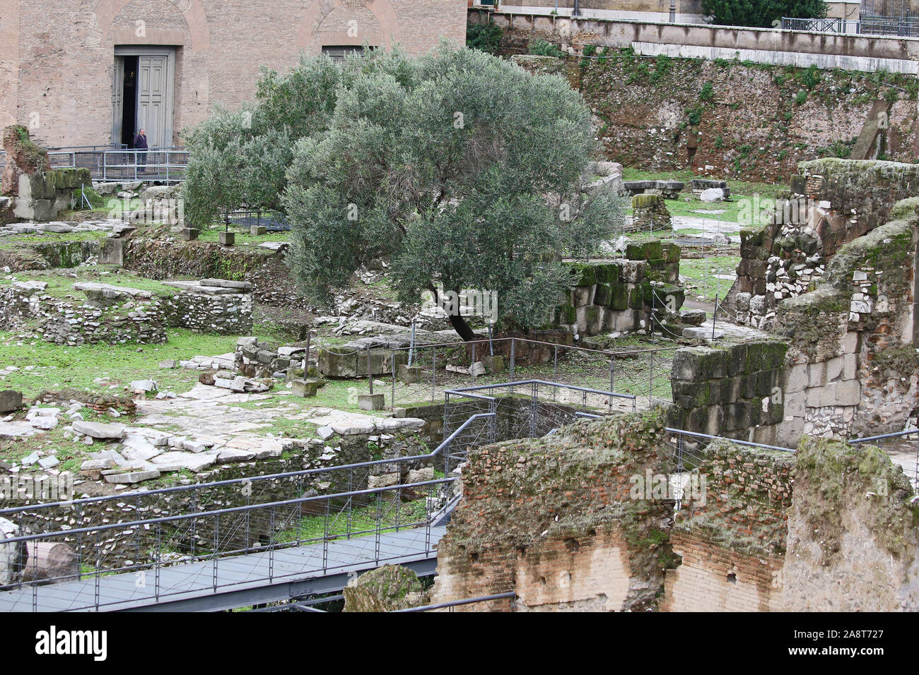 Antike Säulen und Ruinen in den Straßen von Rom mit einem mit Olivenbäumen und mit den Layern des antiken Rom Stockfoto