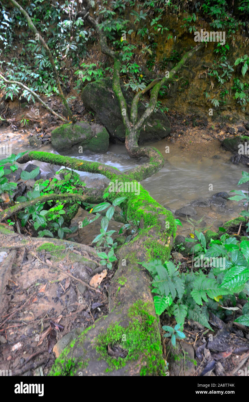 Der Strom, der fließt unten von den Wasserfall am Sa Nang Manora Forest Park in Phang Nga Thailand Asien Stockfoto