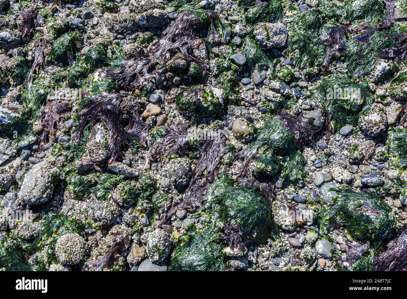 Eine Nahaufnahme der barnacle und Sea lettuce fallenden Felsen und Dinge in der Gezeitenzone aus North Beach auf Orcas Island, Washington, USA. Stockfoto