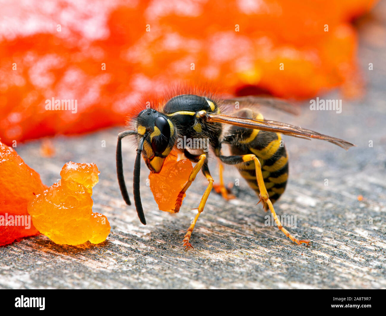 Western yellowjacket Wasp, Vespula pensylvanica, tragen ein Stück sockeye Lachse Fleisch, da es ein Lachs Karkasse gekaut. Es geht darum, aus einem Stockfoto