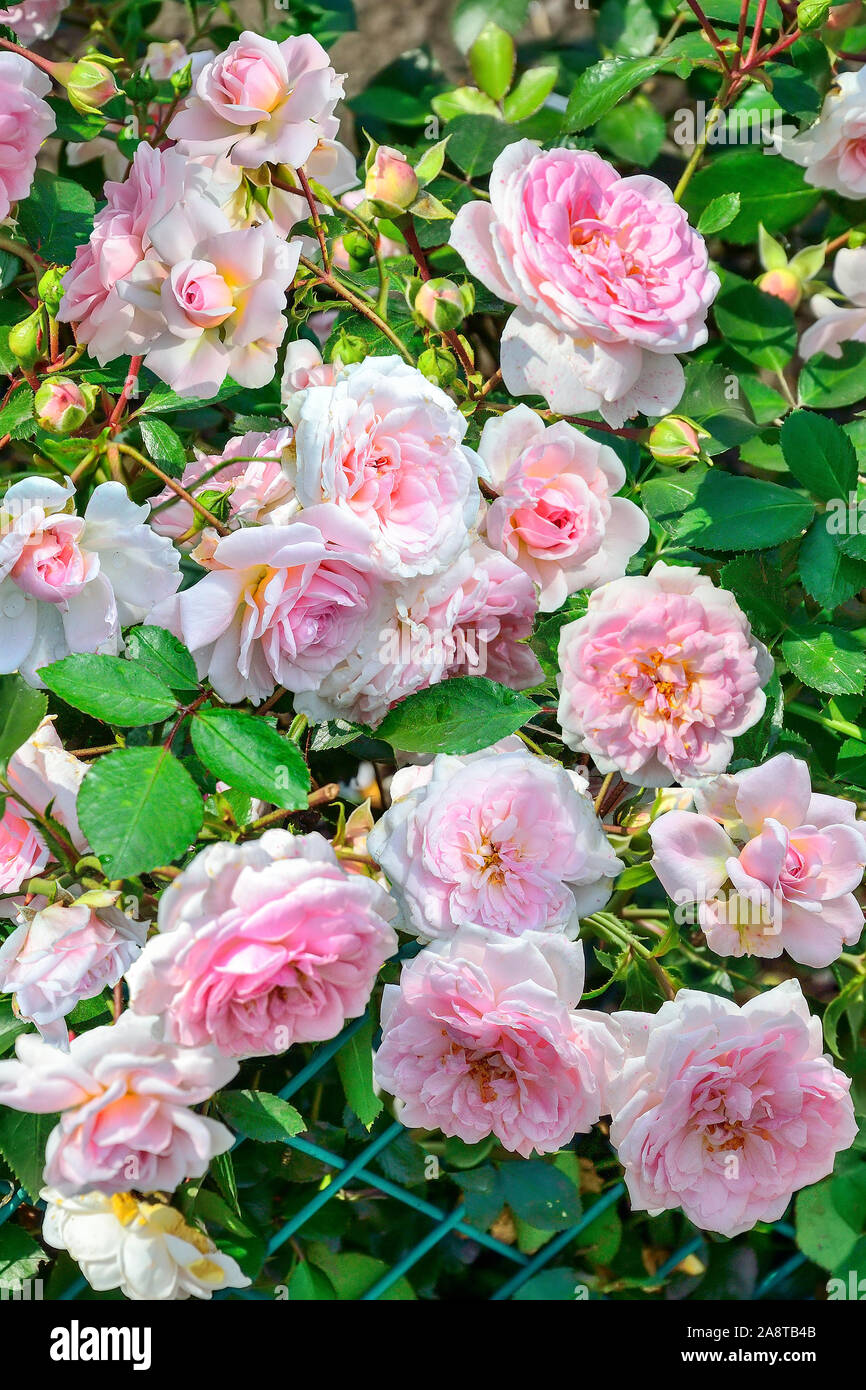 Blühende Bush von Blassrosa englische Rosen im Rosengarten mit sanften Terry duftende Blumen in voller florescence. Zarte florale Sommer Hintergrund Stockfoto