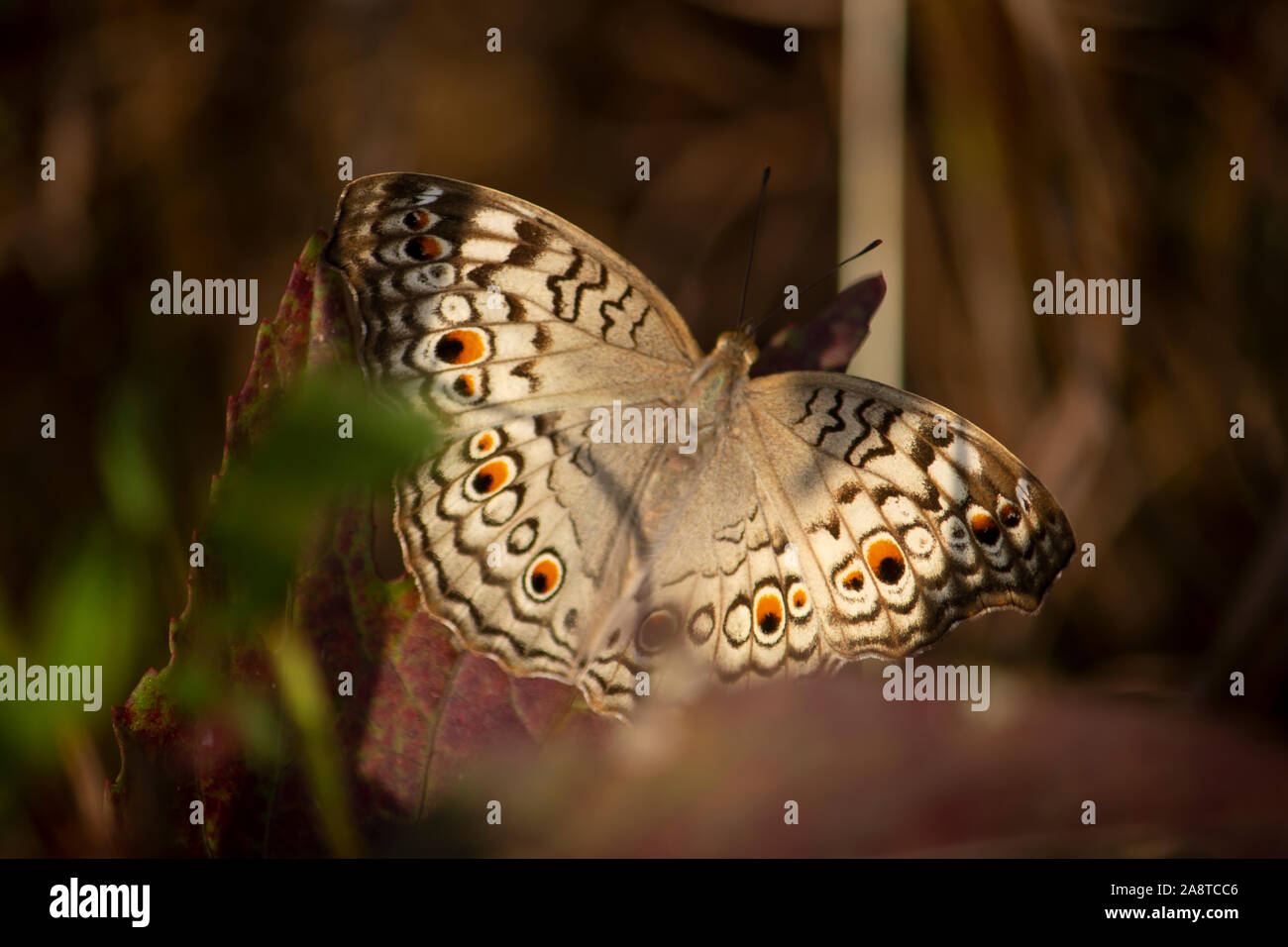 Indische schöner Schmetterling im Garten. Stockfoto