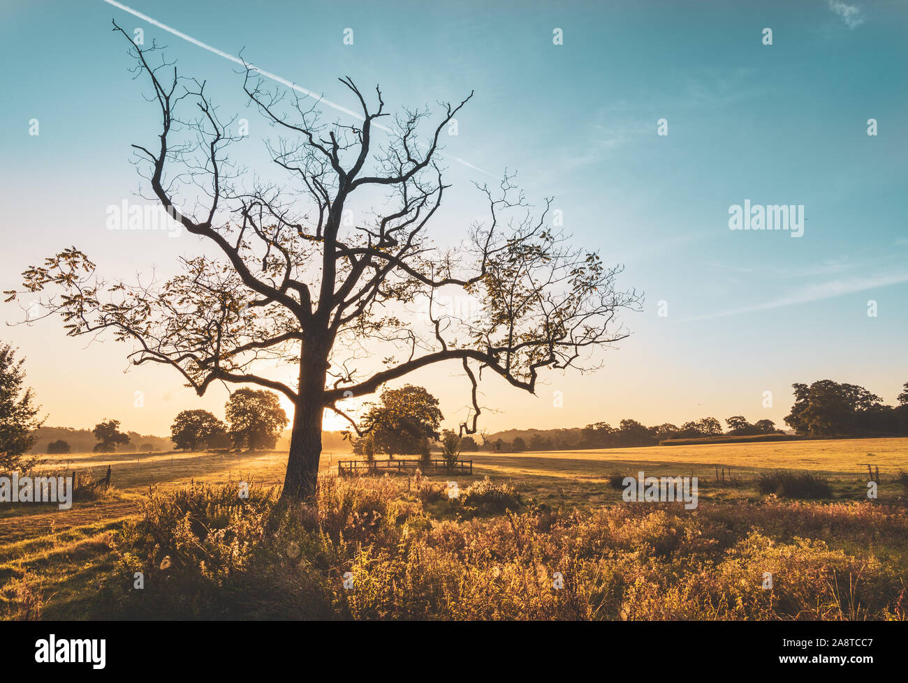 Ein Sonnenaufgang woodland Szene am Bushy Park, London England Stockfoto