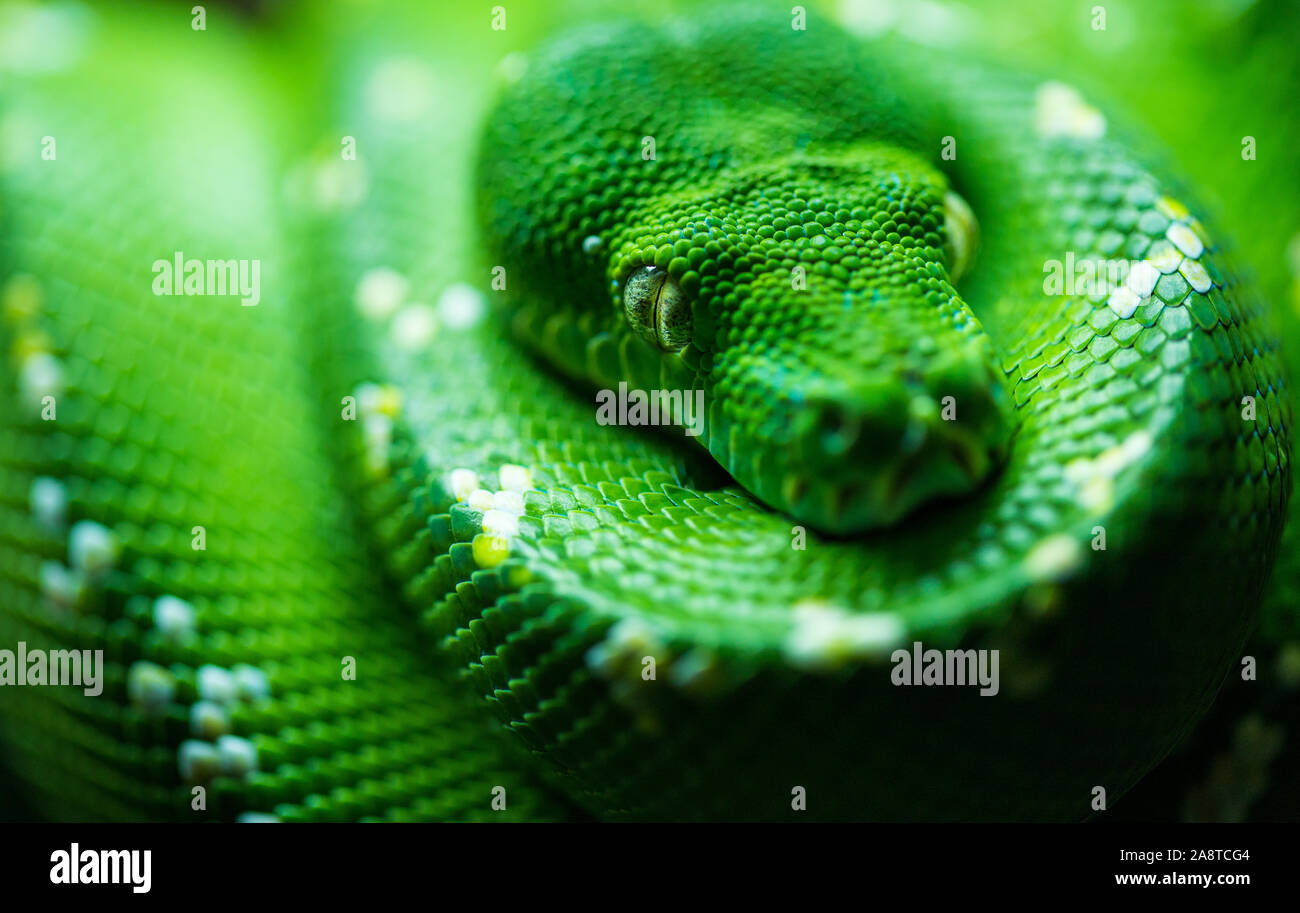Eine gewellte bis Green Tree Python Stockfoto