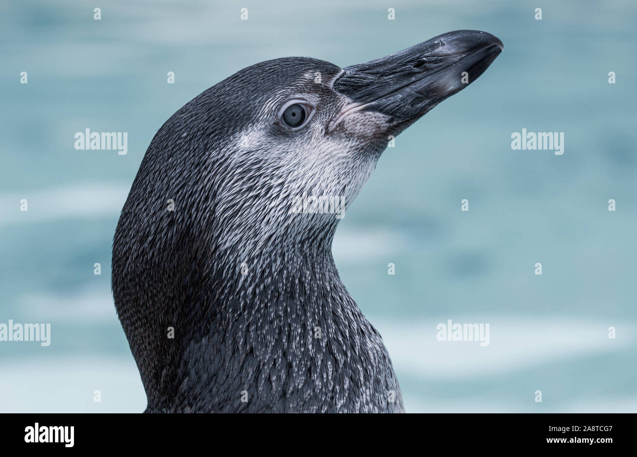Ein Humboldt-Pinguin Stockfoto