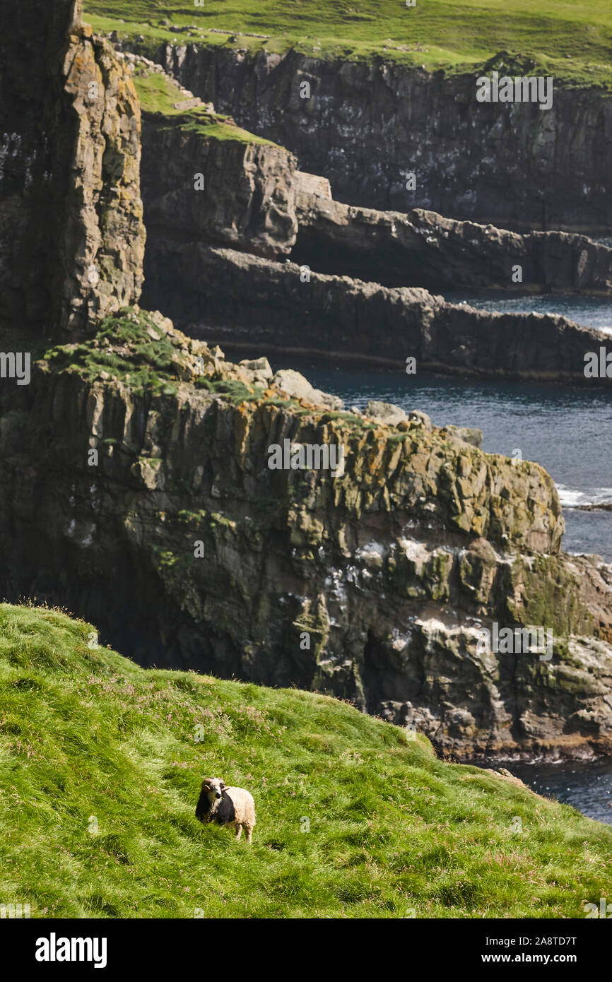 Schafe Lamm weiden auf den Färöern grüne Klippen. Landschaft Stockfoto