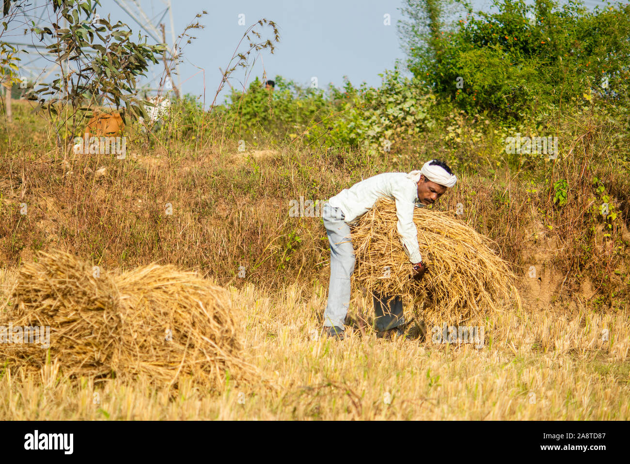 SIJHORA - Indien, NOVEMBER -10,2019: Landwirt trägt Reis Bundles im Feld in Madhya Pradesh. Stockfoto