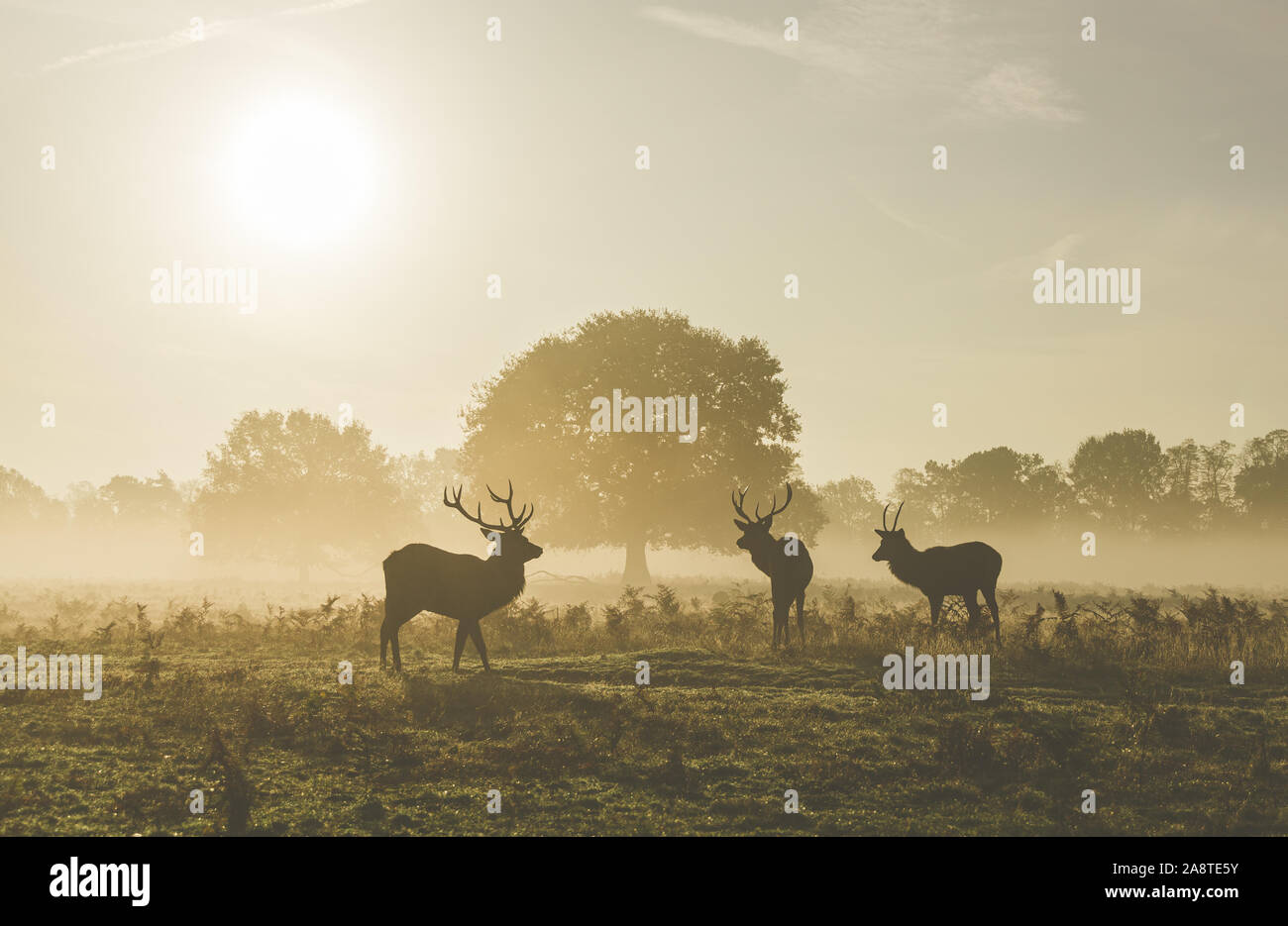 Silhouette einer 3 Rotwild Hirsche in einem Waldgebiet, gibt es einen schönen Glanz aus dem Sonnenlicht im Hintergrund. An einem kalten und nebligen Herbst Stockfoto