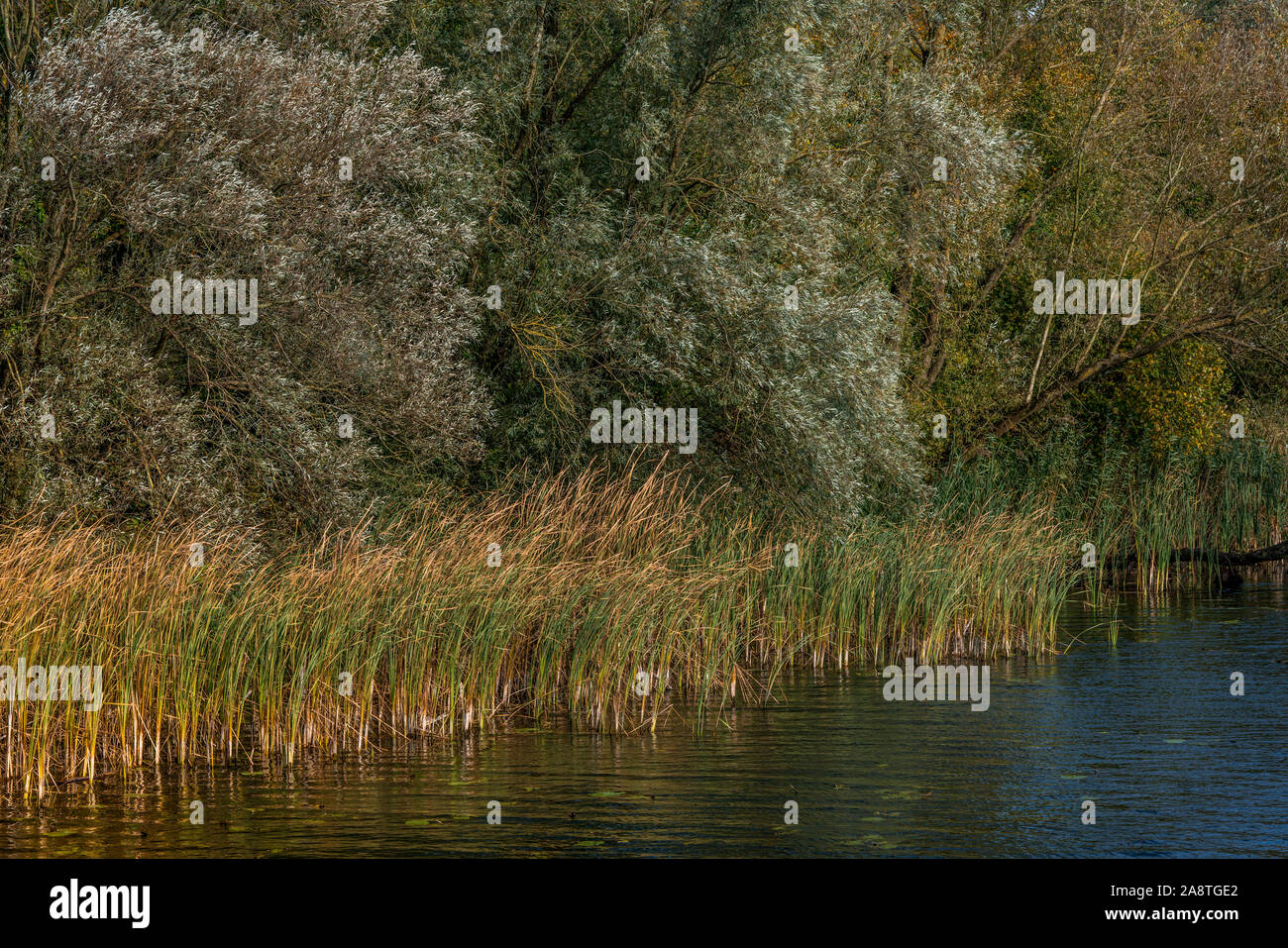 Gelb, Orange und Grün Reed stammt in der frühen Morgensonne auf der Bank eines Nebenflusses in den niederländischen Nationalpark Biesbosch an einem sonnigen knackig ein Stockfoto