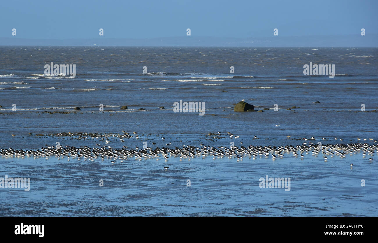 Herde von Oyster Catcher auf Morecambe Bay, Lancashire Stockfoto