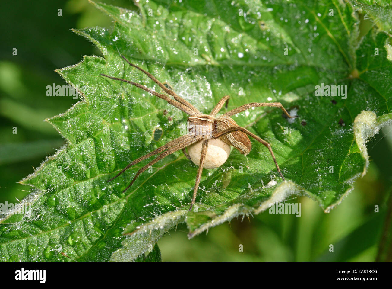 Baumschule Web Spider (Pisaurina mira) erwachsenen Weibchen mit Ei sac, Wales, UK, Mai Stockfoto
