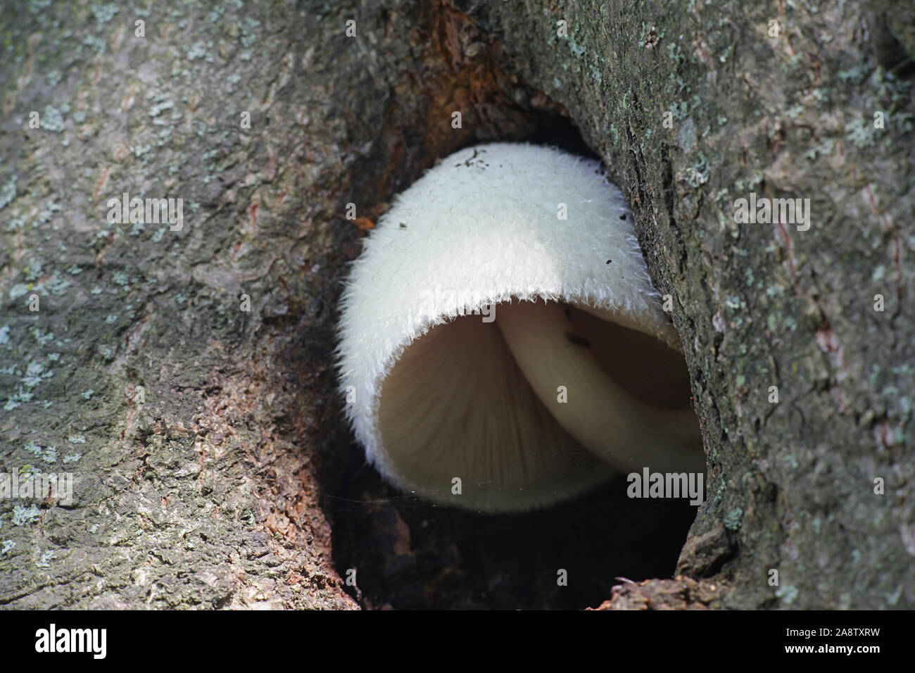 Volvariella bombycina, wie die Seidigen Mantel bekannt, seidig rosegill, Silber - Seide Stroh oder Baum Pilz, Pilze, Wild Mushroom aus Finnland Stockfoto