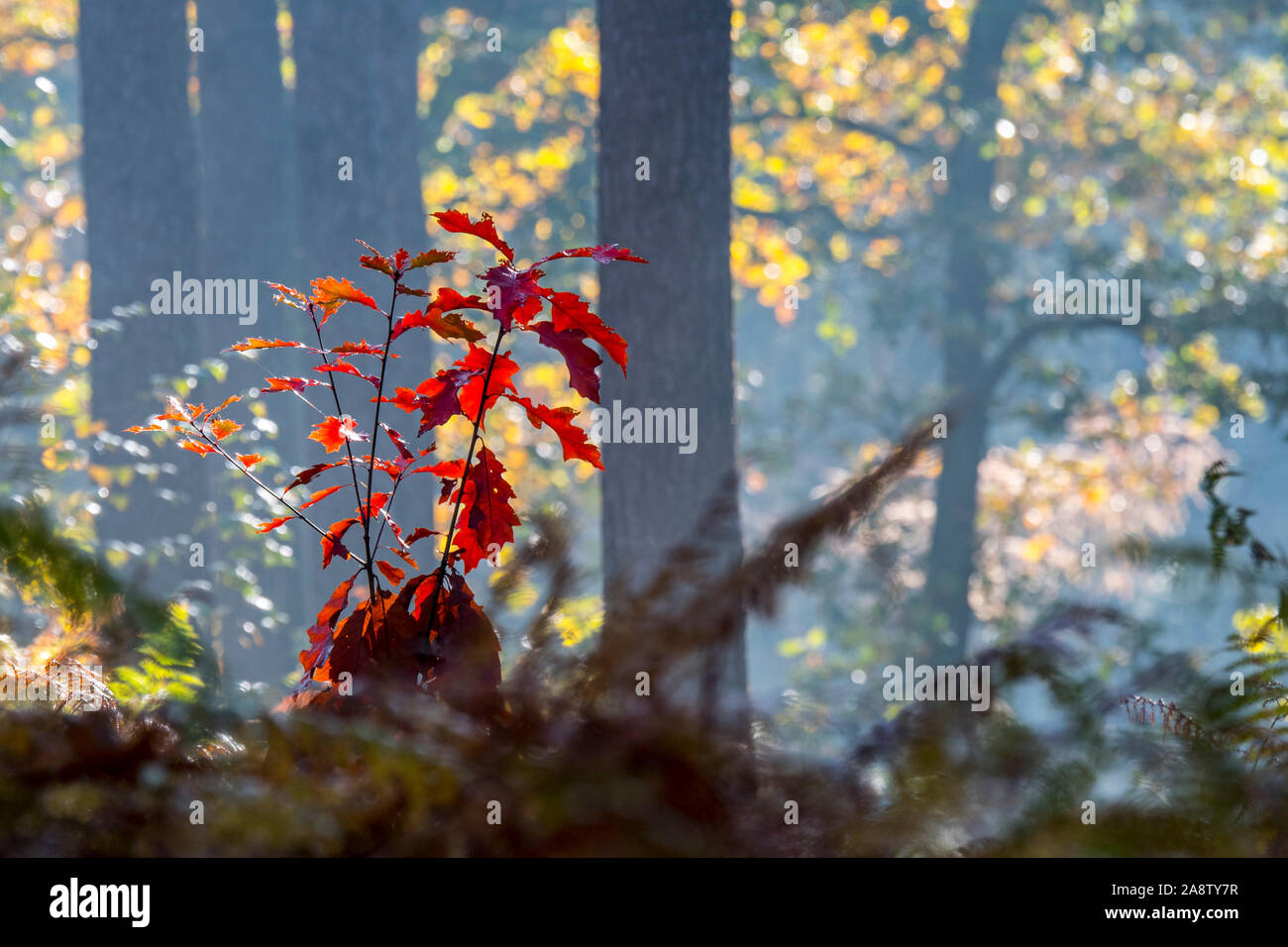 Wald und junge laubbäume als unterholz -Fotos und -Bildmaterial in hoher  Auflösung – Alamy