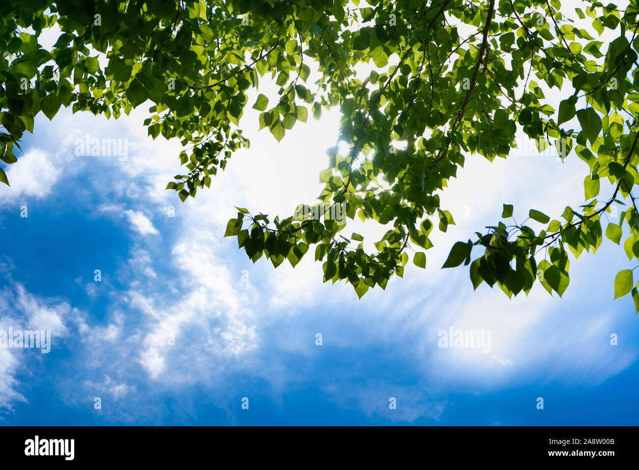 Weiche, weiße Wolken im blauen Himmel. Grüne Blätter eines Baumes gegen den blauen Himmel und die Sonne. Sun weiches Licht durch das Laub des Baumes. Stockfoto