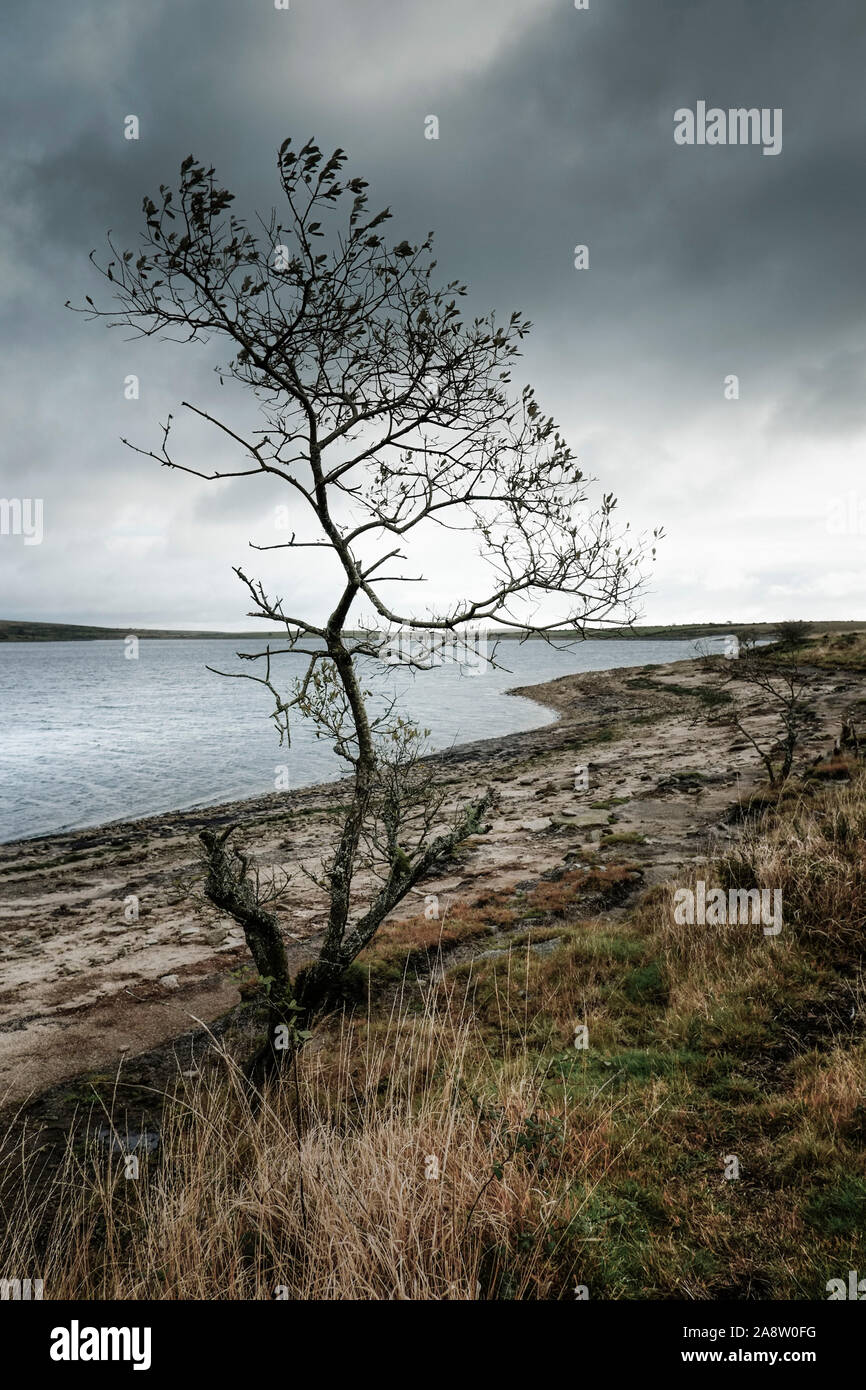 Einen verkümmerten Baum an einem Windgepeitschten Colliford See am Bodmin Moor in Cornwall wachsen. Stockfoto