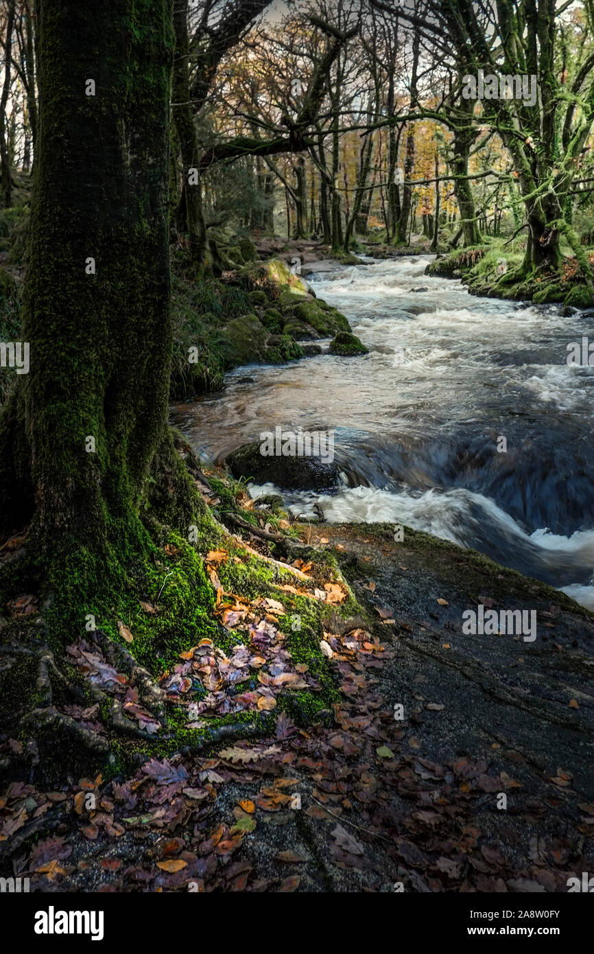 Die River Fowey an Golitha fällt in eine herbstliche Draynes Holz eine alten Wald in Cornwall. Stockfoto