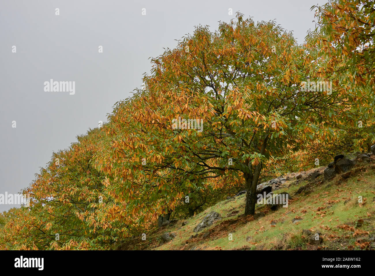 Kastanienwald und Kastanie Früchte im Tal von Genal, Provinz Malaga. Spanien Stockfoto