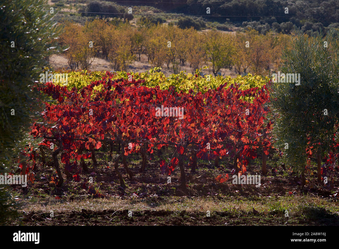 Weinberg im Herbst mit roten Augen. Ronda, Malaga. Spanien Stockfoto