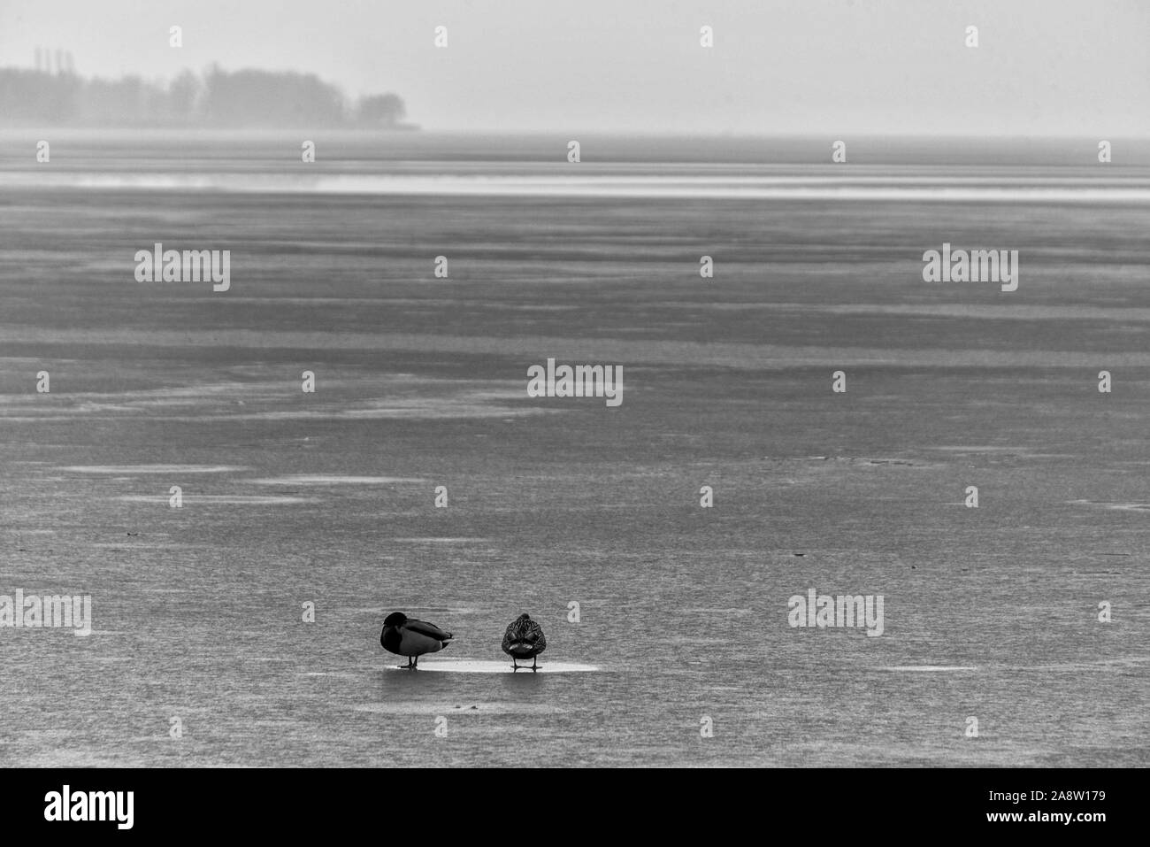 Zwei Enten auf dem zugefrorenen See Stockfoto