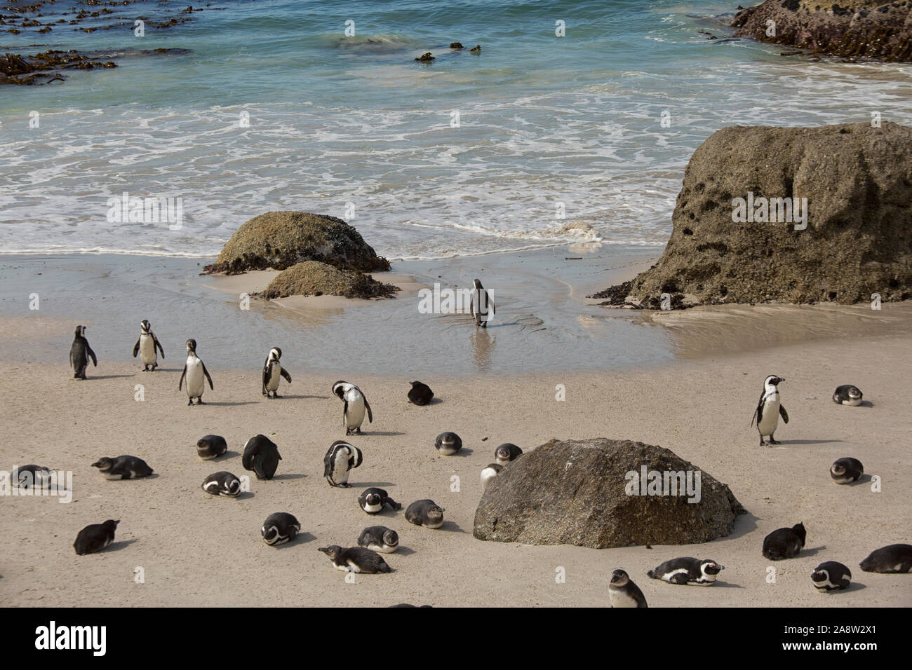 Eine Gruppe von Afrikanischen Pinguinen am Strand in Simonstown, Südafrika Stockfoto
