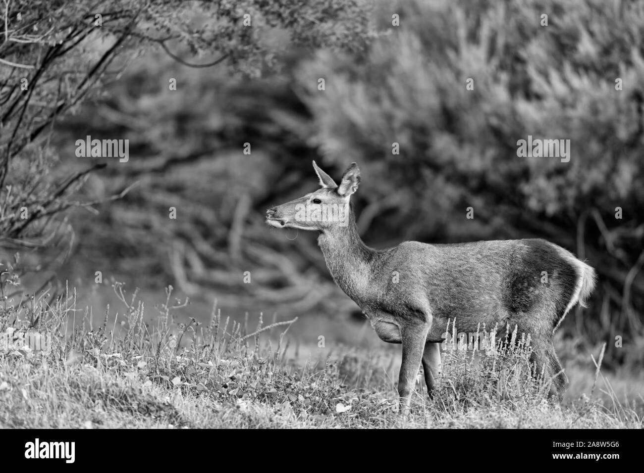Super Portrait von Rotwild weiblich, Wildlife Fotografie (Cervus elaphus) Stockfoto