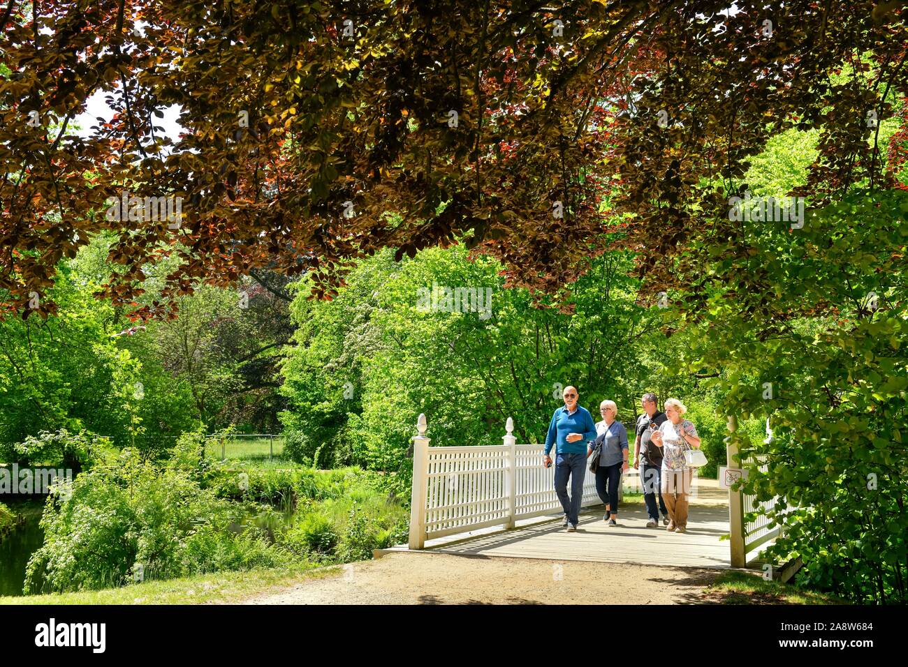 Blutbuche (Fagus sylvatica f. purpurea), Fürst-Pückler-Park Branitz, Cottbus, Brandenburg, Deutschland Stockfoto