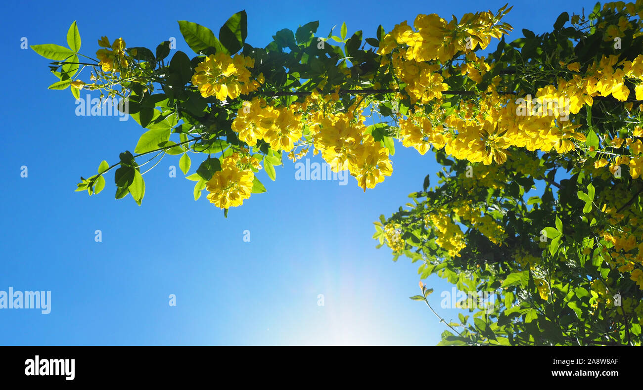 Goldregen Baum - goldregen Vossii Stockfoto