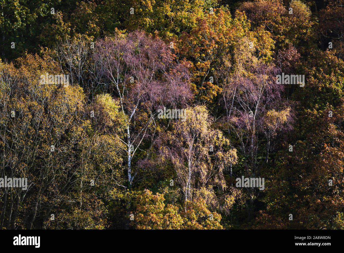 Herbstfarben in der landscap, farbenfrohen Bäume in Englisch wald landschaft in der Nähe von shotley Brücke an der Grenze von Northumberland und County Durham Stockfoto