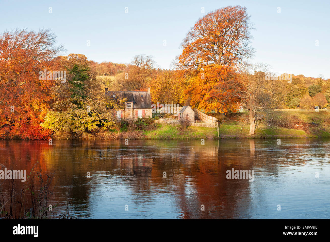 Herbstfarben am Ufer des Flusses Tyne in Hexham in Northumberland Stockfoto