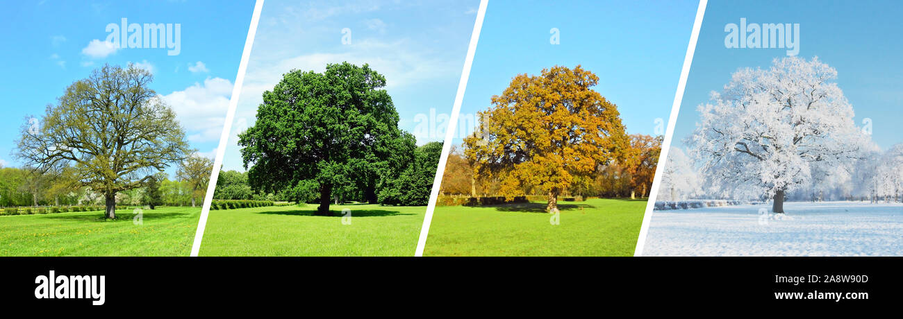 Park Panorama - Vier Jahreszeiten Stockfoto