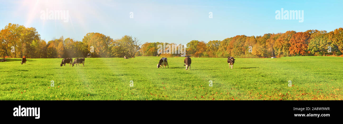 Kühe auf einem Feld im Herbst - Panorama Stockfoto