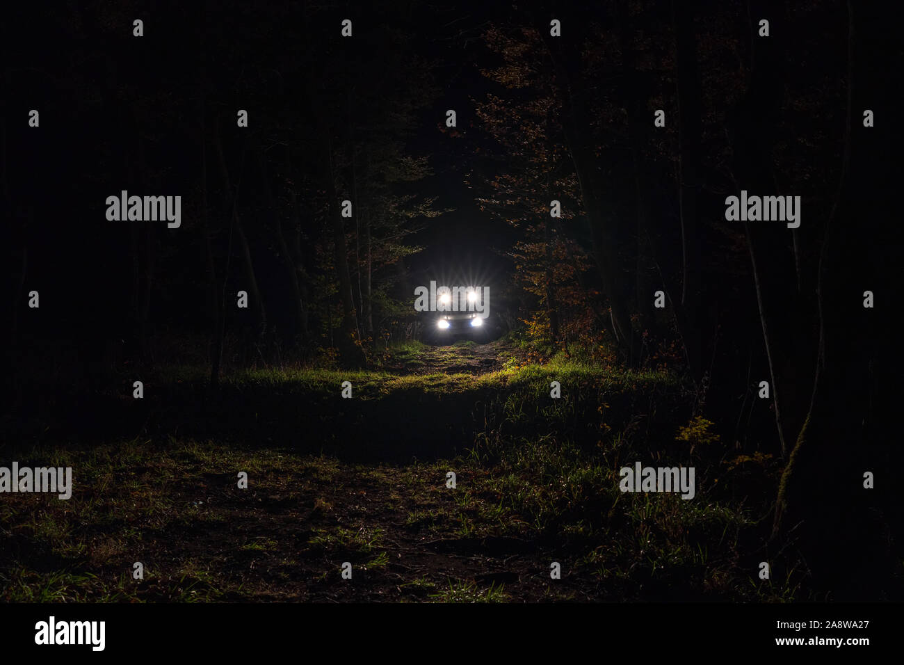 Auto Scheinwerfer Licht in der Nacht Wald Stockfotografie - Alamy