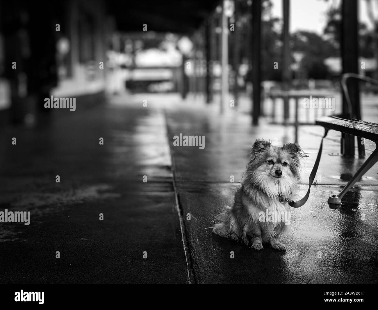 Kalt und Nass einsamen Hund Stockfoto