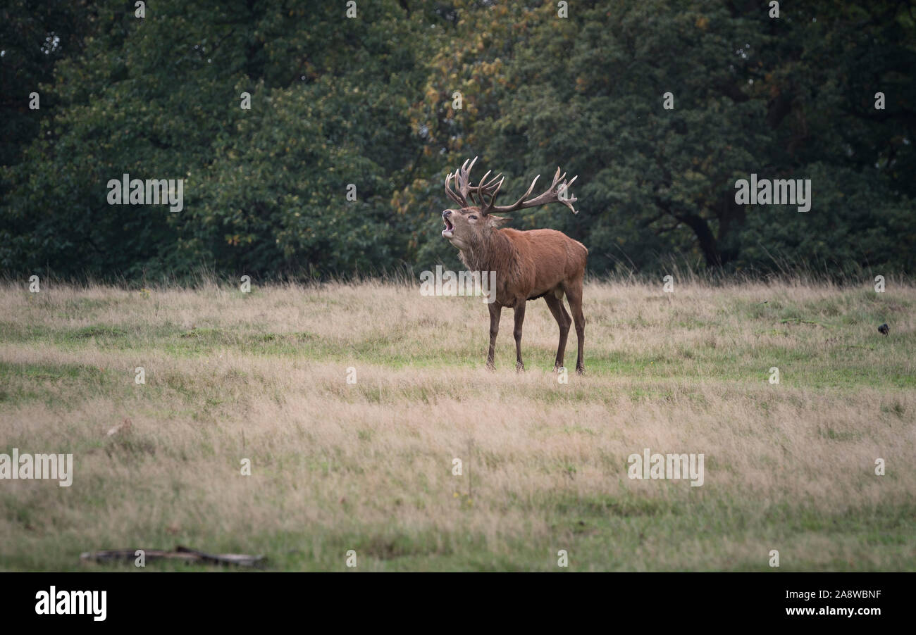 Oh mein Reh! Rot- und Damwild in der Brunftzeit im Richmond Park, London. Stockfoto