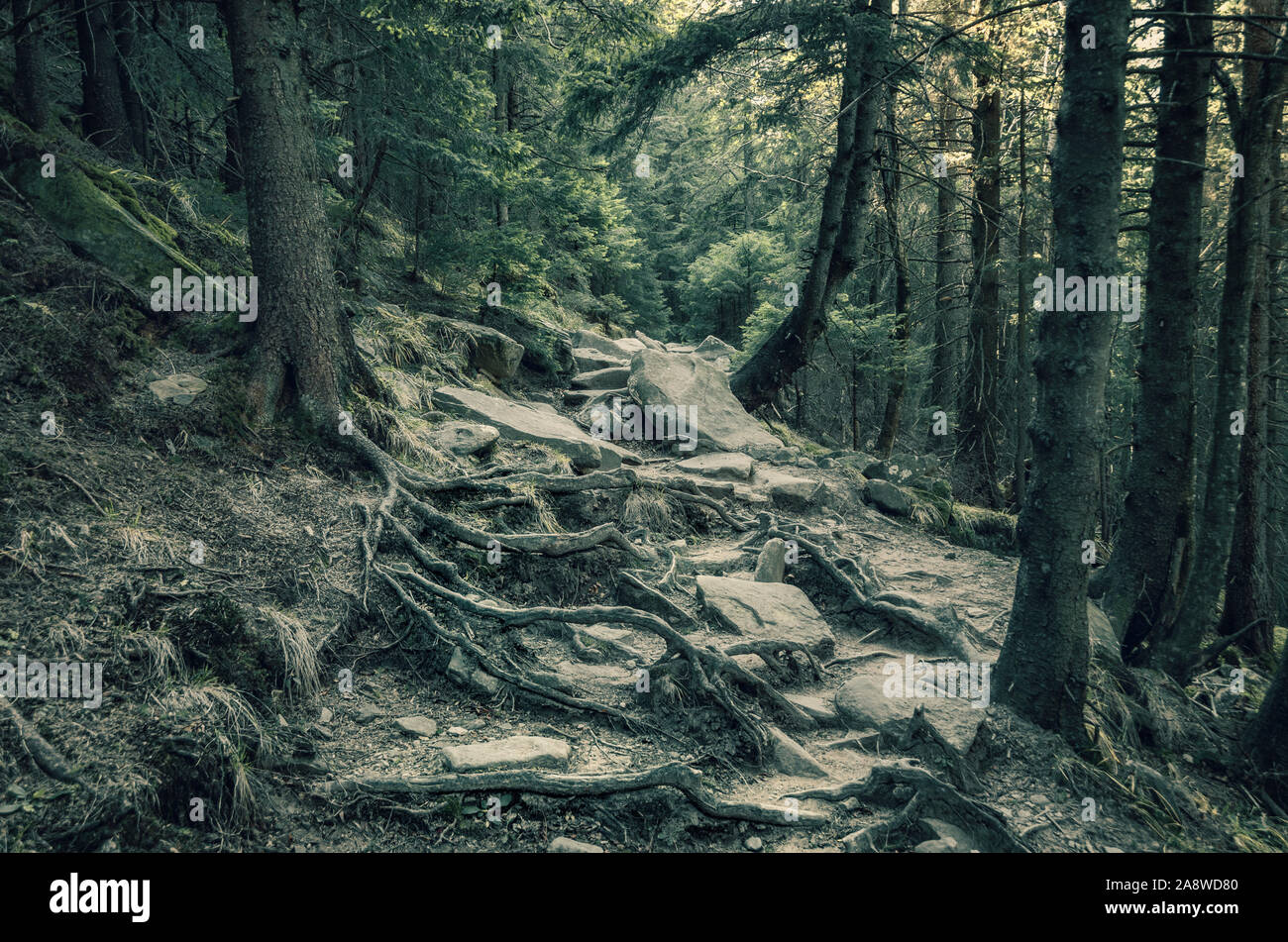 Dunkel gruseligen Wald mit baumwurzeln wie Monster Hände. Mystic Trail im Wald tief Stockfoto