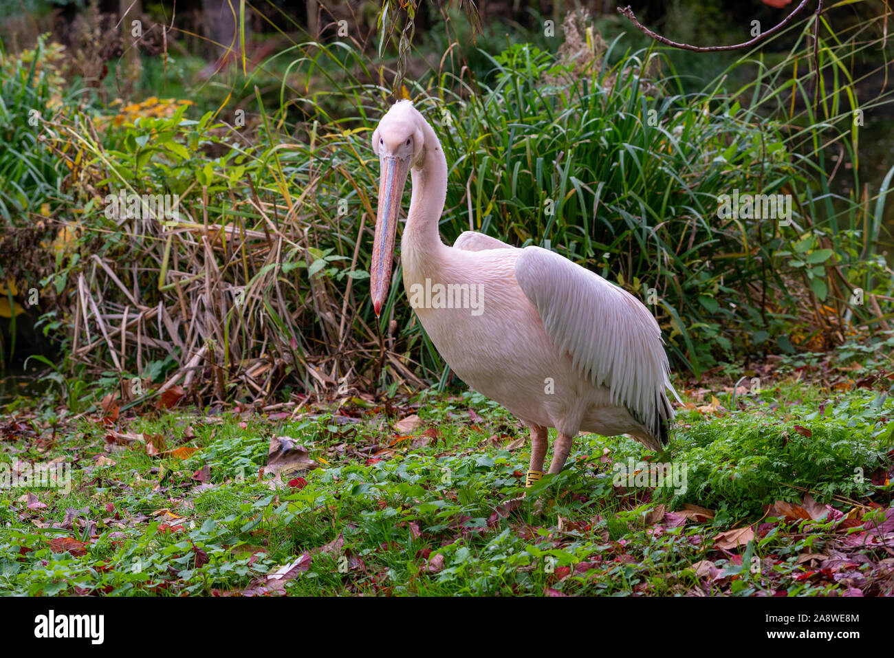 Pelikan bei London Zoo Stockfoto