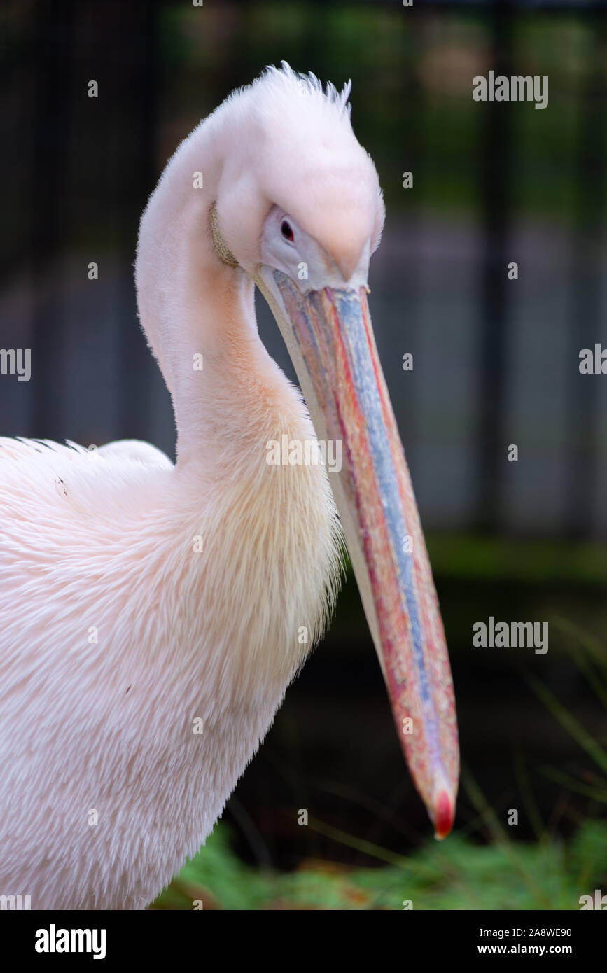 Pelikan bei London Zoo Stockfoto
