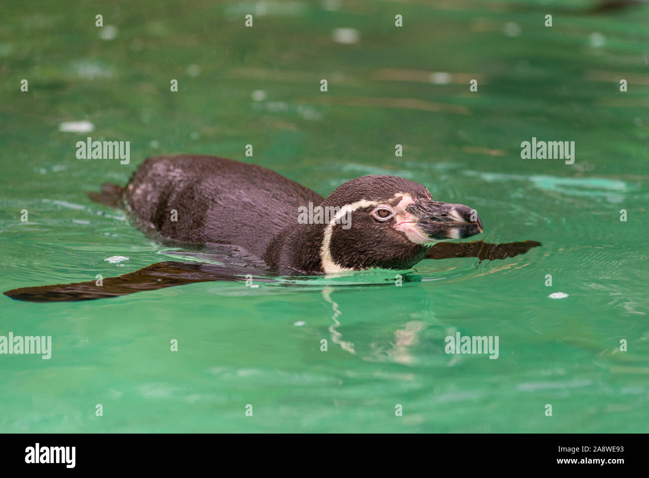Pinguin Schwimmen im Londoner Zoo Stockfoto