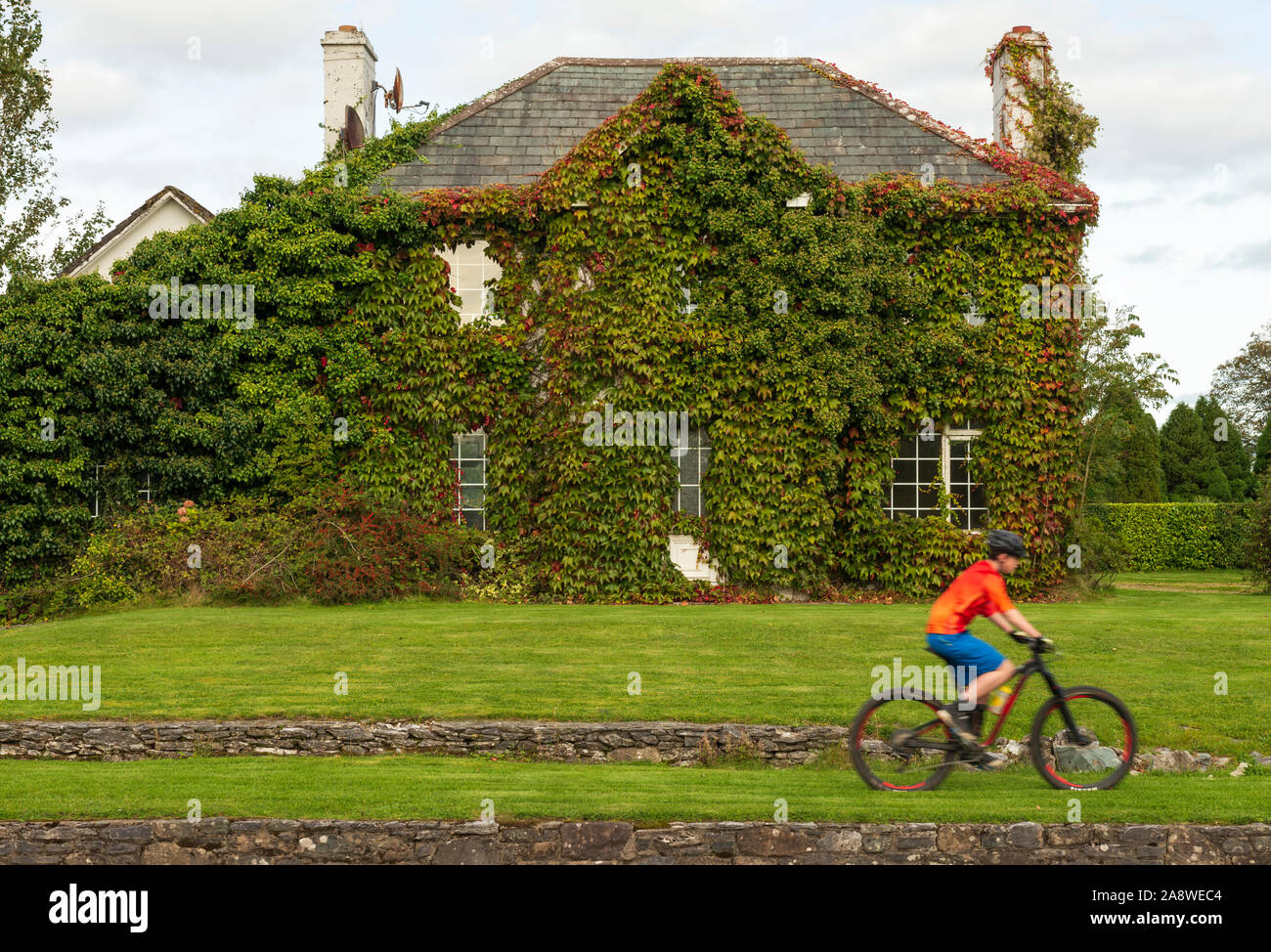 Irland Herbst landschaftlich reizvolle und ruhige ländliche Herbstansicht von Teenagern Mit Fahrrad und skurrilen Cottage House Fassade bedeckt Boston Ivy Stockfoto