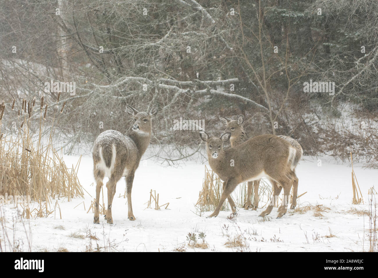 Weißwedelhirsche (Odocoileus virginianus) Familie auf einem Verschneiten Teich. Acadia National Park, Maine, USA. Stockfoto