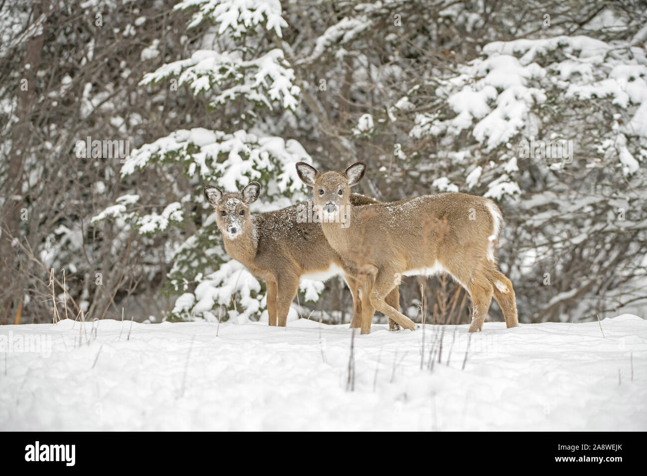 Weißwedelhirsche (Odocoileus virginianus) Zwillinge an einem verschneiten Tag. Acadia National Park, Maine, USA. Stockfoto