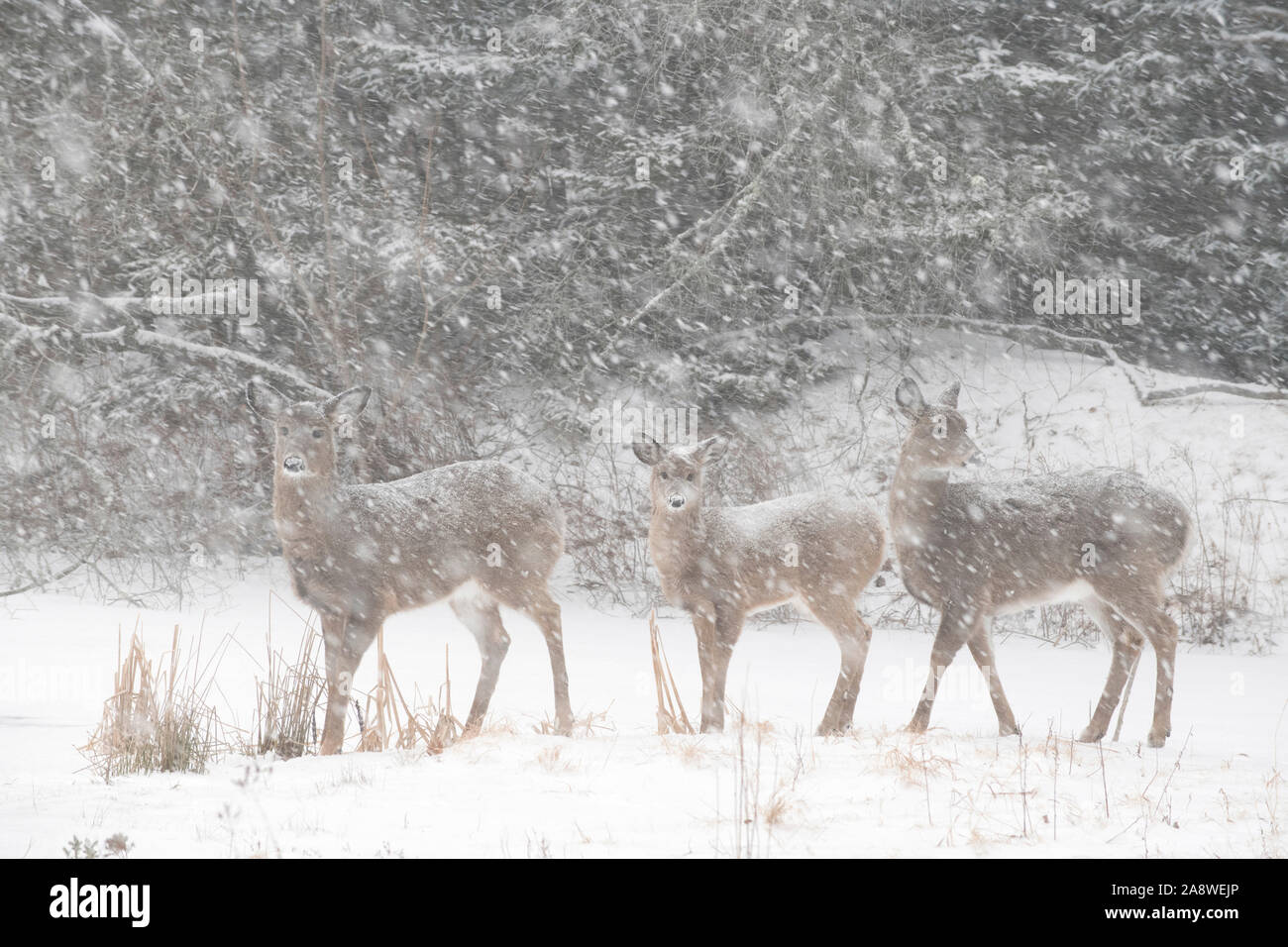 Weißwedelhirsche (Odocoileus virginianus) Familie auf einem Verschneiten Teich. Acadia National Park, Maine, USA. Stockfoto