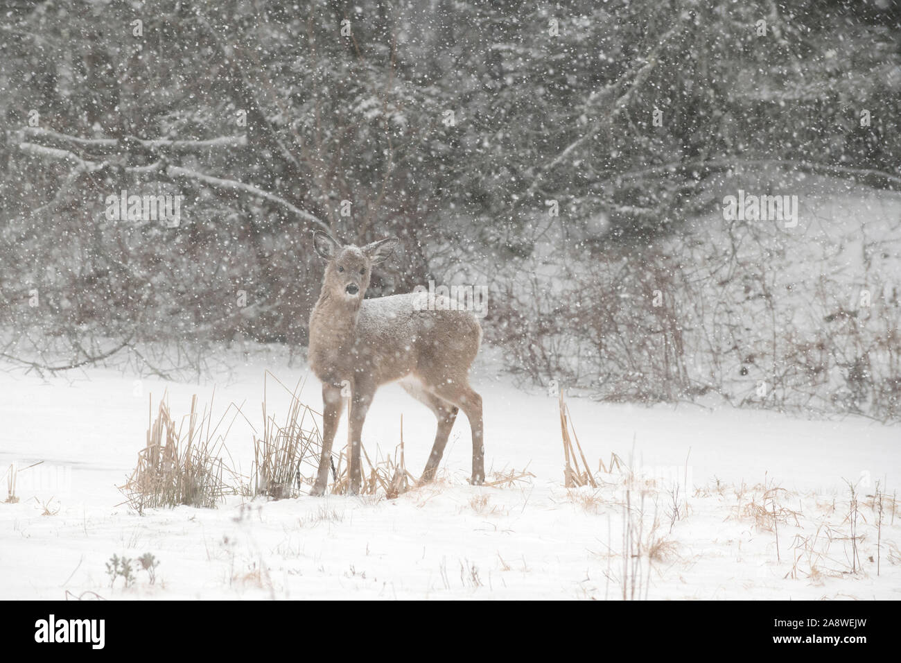 Weißwedelhirsche (Odocoileus virginianus) Rehkitz auf einem Verschneiten Teich. Acadia National Park, Maine, USA. Stockfoto